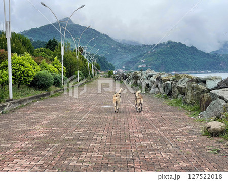 Two dogs walking on empty road Two dogs walking on empty road 127522018