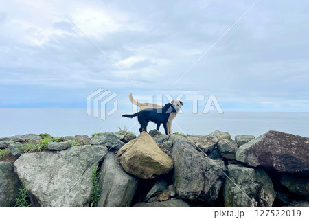 Dog couple walking together outdoors Dog couple walking together outdoors 127522019