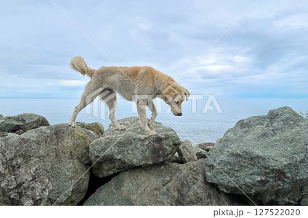 Beige dog pet walking on stones coast against sea and sky cloud background Beige dog pet walking on stones coast against sea and sky cloud background 127522020