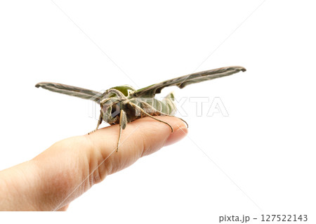 Butterfly Daphnis nerii or Army Green Moth sitting on human finger Butterfly Daphnis nerii or Army Green Moth sitting on human finger 127522143