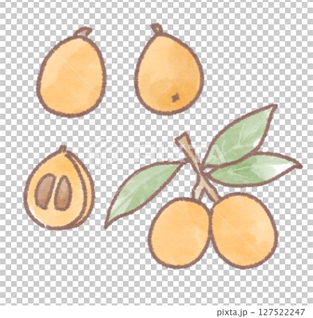 枇杷和葉子的插圖 127522247