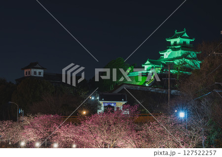 掛川市の掛川城周辺の掛川桜の風景(静岡県) 掛川市の掛川城周辺の掛川桜の風景(静岡県) 127522257