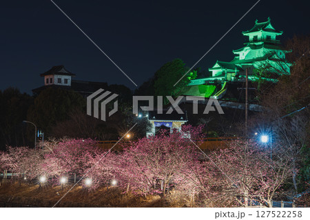 掛川市の掛川城周辺の掛川桜の風景(静岡県) 127522258