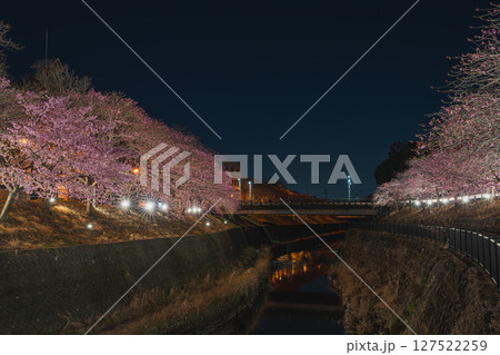 掛川市の掛川城周辺の掛川桜の風景(静岡県) 127522259