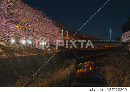 掛川市の掛川城周辺の掛川桜の風景(静岡県) 掛川市の掛川城周辺の掛川桜の風景(静岡県) 127522260