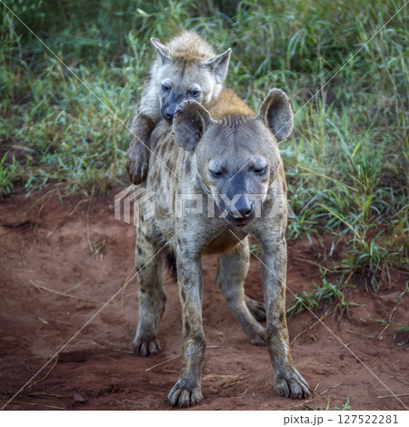 Spotted hyaena in Kruger National park, South Africa 127522281