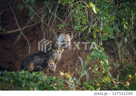 Spotted hyaena in Kruger National park, South Africa Spotted hyaena in Kruger National park, South Africa 127522284