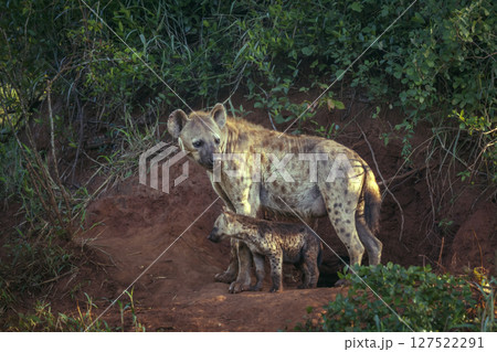 Spotted hyaena in Kruger National park, South Africa Spotted hyaena in Kruger National park, South Africa 127522291