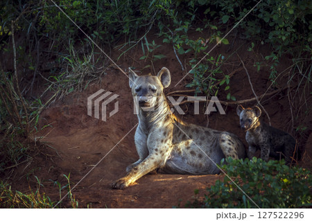 Spotted hyaena in Kruger National park, South Africa 127522296