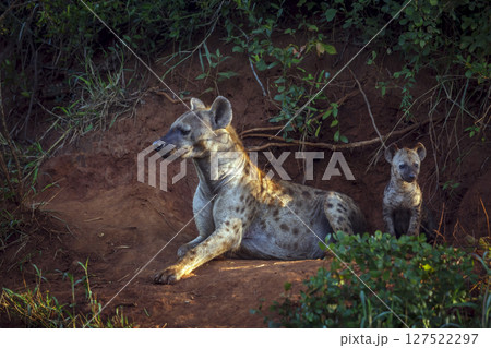 Spotted hyaena in Kruger National park, South Africa Spotted hyaena in Kruger National park, South Africa 127522297