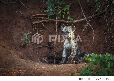 Spotted hyaena in Kruger National park, South Africa 127522301
