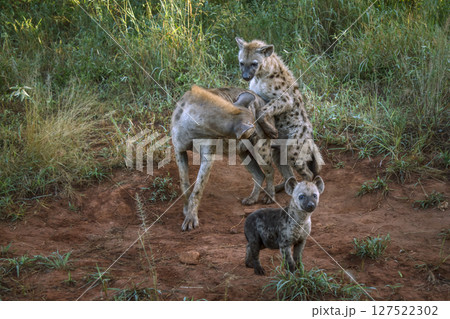 Spotted hyaena in Kruger National park, South Africa Spotted hyaena in Kruger National park, South Africa 127522302