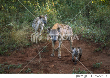 Spotted hyaena in Kruger National park, South Africa Spotted hyaena in Kruger National park, South Africa 127522303