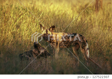 African wild dog in Greater Kruger National park, South Africa 127522307