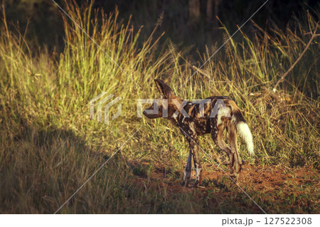 African wild dog in Greater Kruger National park, South Africa 127522308