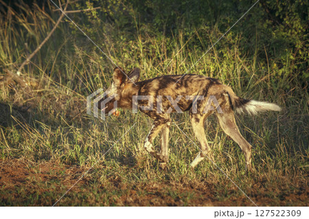 African wild dog in Greater Kruger National park, South Africa African wild dog in Greater Kruger National park, South Africa 127522309