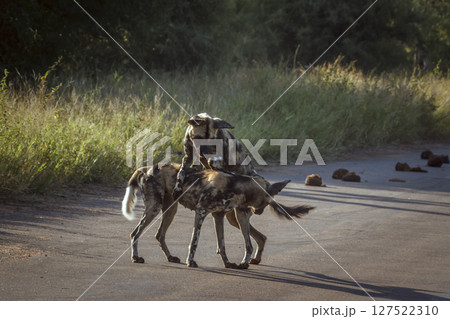 African wild dog in Greater Kruger National park, South Africa African wild dog in Greater Kruger National park, South Africa 127522310