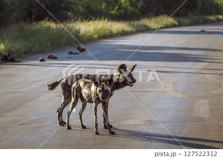 African wild dog in Greater Kruger National park, South Africa 127522312