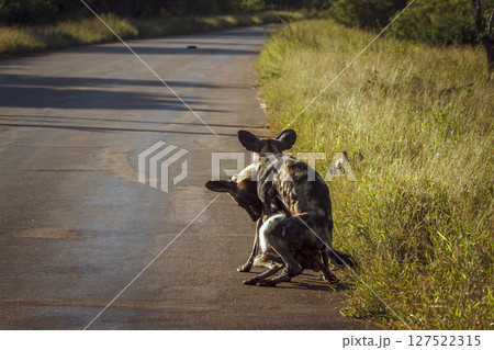 African wild dog in Greater Kruger National park, South Africa 127522315