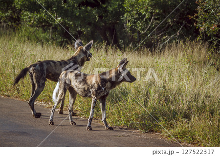 African wild dog in Greater Kruger National park, South Africa African wild dog in Greater Kruger National park, South Africa 127522317