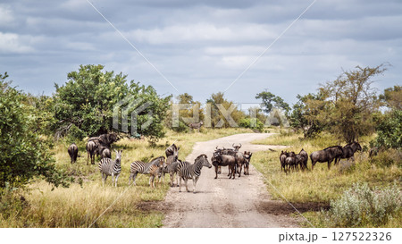 Plains zebra and blue wildebeest in Greater Kruger National park, South Africa Plains zebra and blue wildebeest in Greater Kruger National park, South Africa 127522326