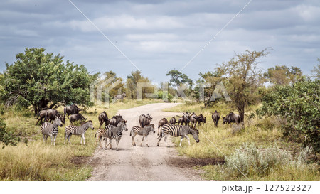 Plains zebra and blue wildebeest in Greater Kruger National park, South Africa Plains zebra and blue wildebeest in Greater Kruger National park, South Africa 127522327