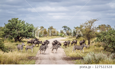 Plains zebra and blue wildebeest in Greater Kruger National park, South Africa 127522328