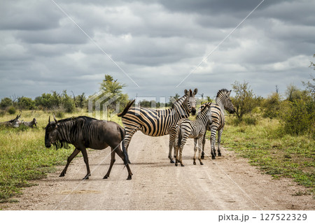Plains zebra and blue wildebeest in Greater Kruger National park, South Africa 127522329