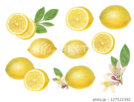 水彩で描いたレモンと輪切りのラスターイラストセット 127522392