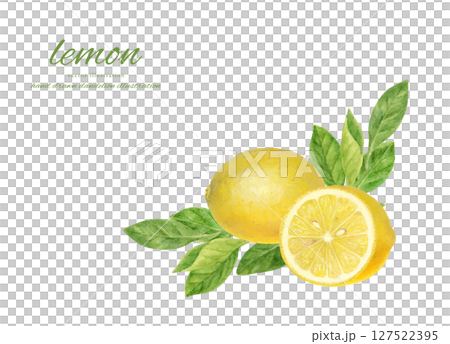 Fresh lemon illustration painted in watercolor 127522395