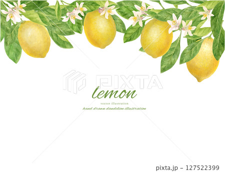 水彩で描いたフレッシュなレモンとレモンの花で飾ったフレーム 127522399