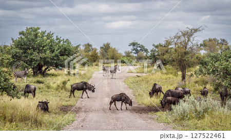 Blue wildebeest in Greater Kruger National park, South Africa 127522461