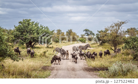 Blue wildebeest in Greater Kruger National park, South Africa 127522462