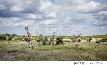 Giraffe in Kruger National park, South Africa 127522472