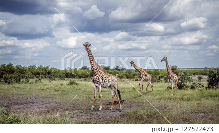 Giraffe in Kruger National park, South Africa 127522473