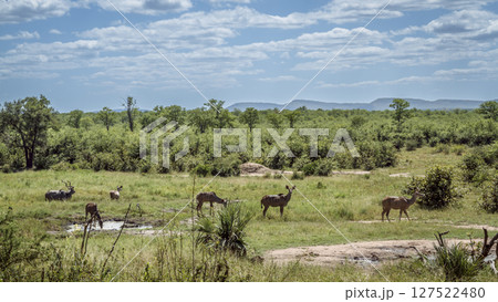 Greater kudu in Greater Kruger National park, South Africa Greater kudu in Greater Kruger National park, South Africa 127522480