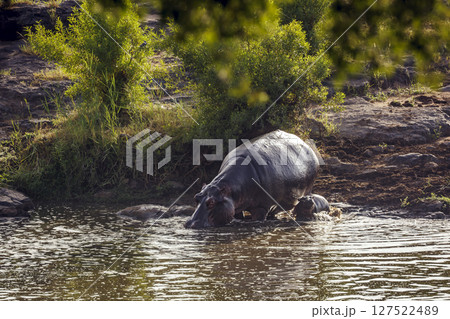 Hippopotamus in Greater Kruger National park, South Africa Hippopotamus in Greater Kruger National park, South Africa 127522489