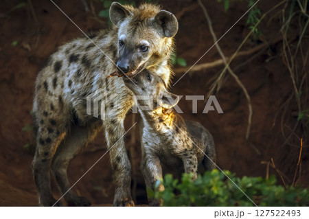 Spotted hyaena in Kruger National park, South Africa 127522493