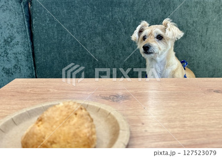 A curious dog is sitting at a table in a cafe and waiting for the owner. High quality photo 127523079