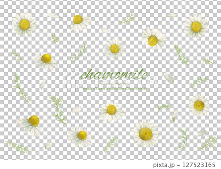 水彩で描いたカモミールの花とナチュラルなカットイラストセット 127523165
