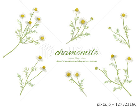 水彩で描いたカモミールの花とナチュラルなカットイラストセット 127523166