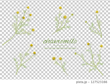 水彩で描いたカモミールの花とナチュラルなカットイラストセット 127523166