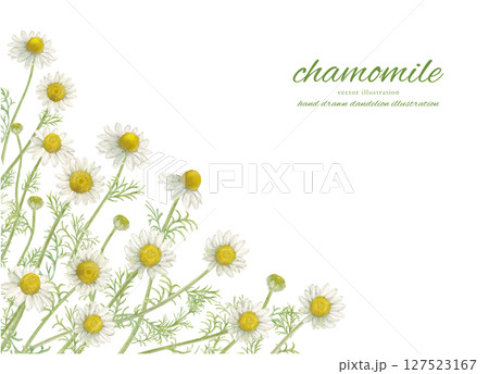 水彩で描いたカモミールの花とナチュラルなイラスト素材 127523167