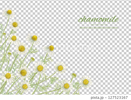 水彩で描いたカモミールの花とナチュラルなイラスト素材 127523167