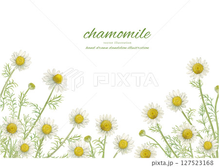 水彩で描いたカモミールの花とナチュラルな背景素材 127523168