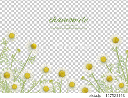 水彩洋甘菊花和自然背景材料 水彩洋甘菊花和自然背景材料 127523168