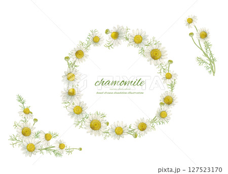 水彩で描いたカモミールの花とナチュラルなフレーム素材 127523170