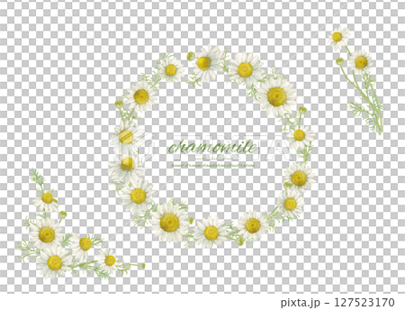 水彩洋甘菊花和天然框架材料 127523170