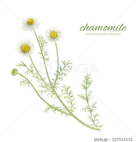 水彩で描いたカモミールの花とナチュラルな背景素材 127523172