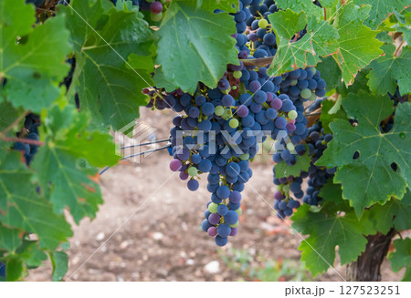 Vineyards in autumn harvest. Large bunches of red wine grapes. Nature background. Vineyards in autumn harvest. Large bunches of red wine grapes. Nature background. 127523251